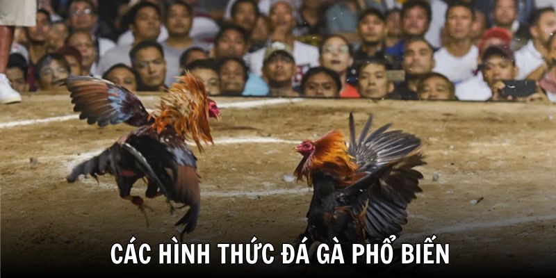 Đá gà có cựa luôn đem lại sự kịch tính cao trào